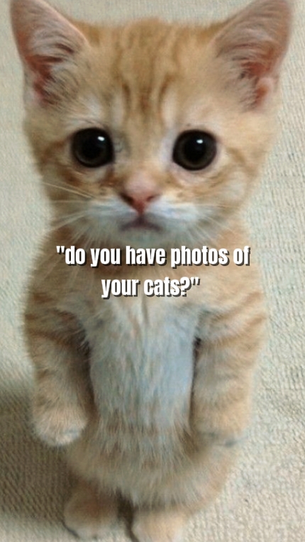 Fotos von Ihren Katzen 