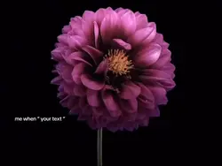 flower dying overlay
