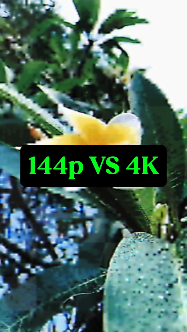 144p VS 4K doğa