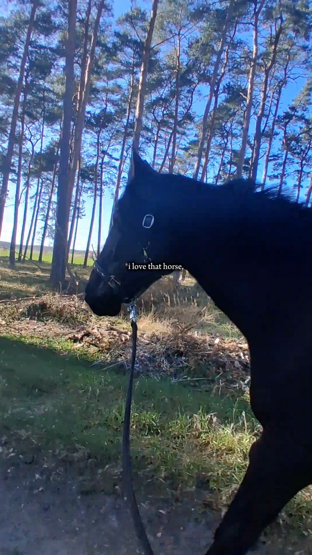j'aime ce cheval