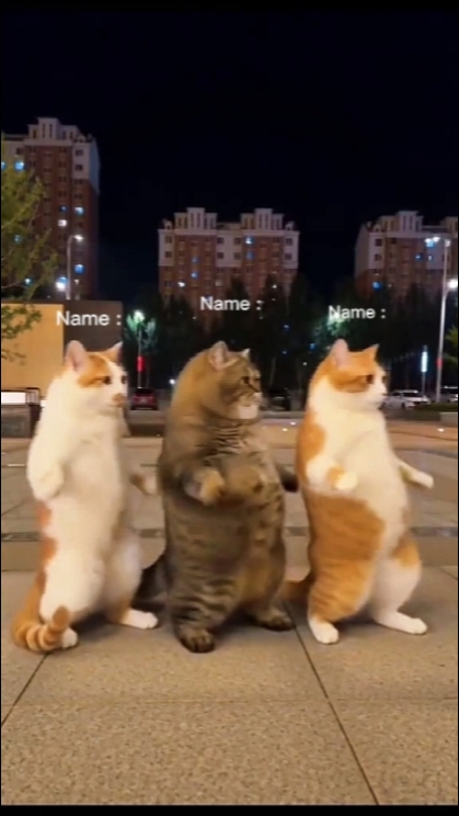 춤추는 고양이 트렌드