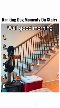 Dog Moments