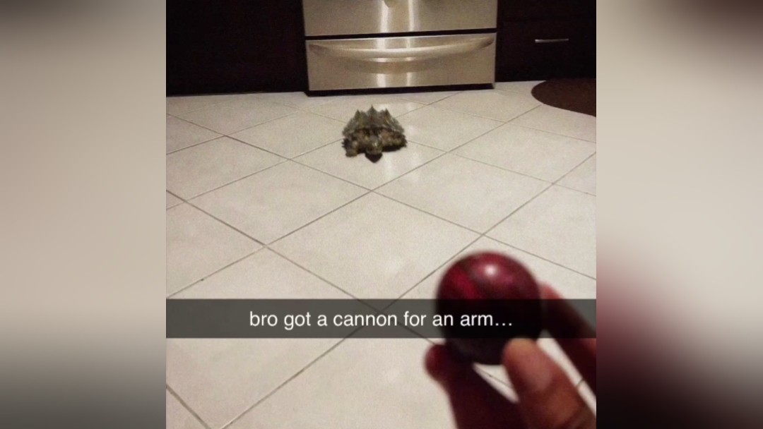 JUMSCARE TURTLE