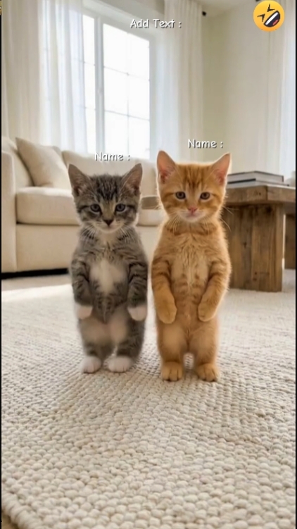 Gato Divertido