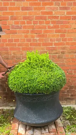 Gardening