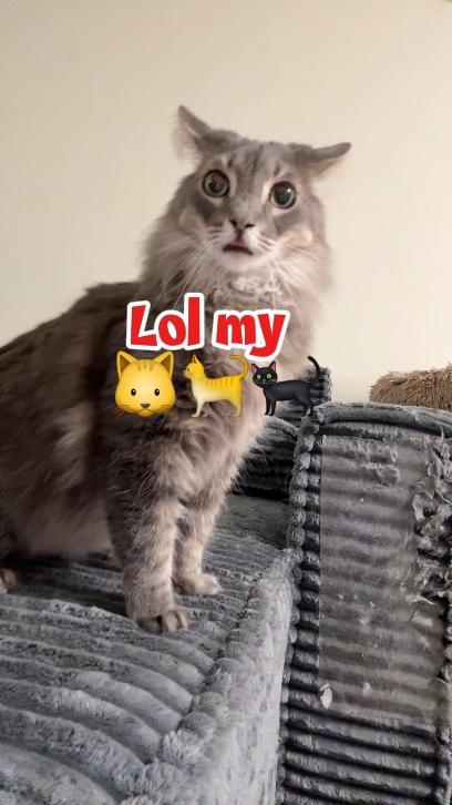 Lol mi gato