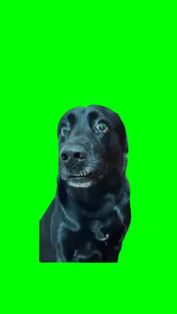 CONFUSED DOG