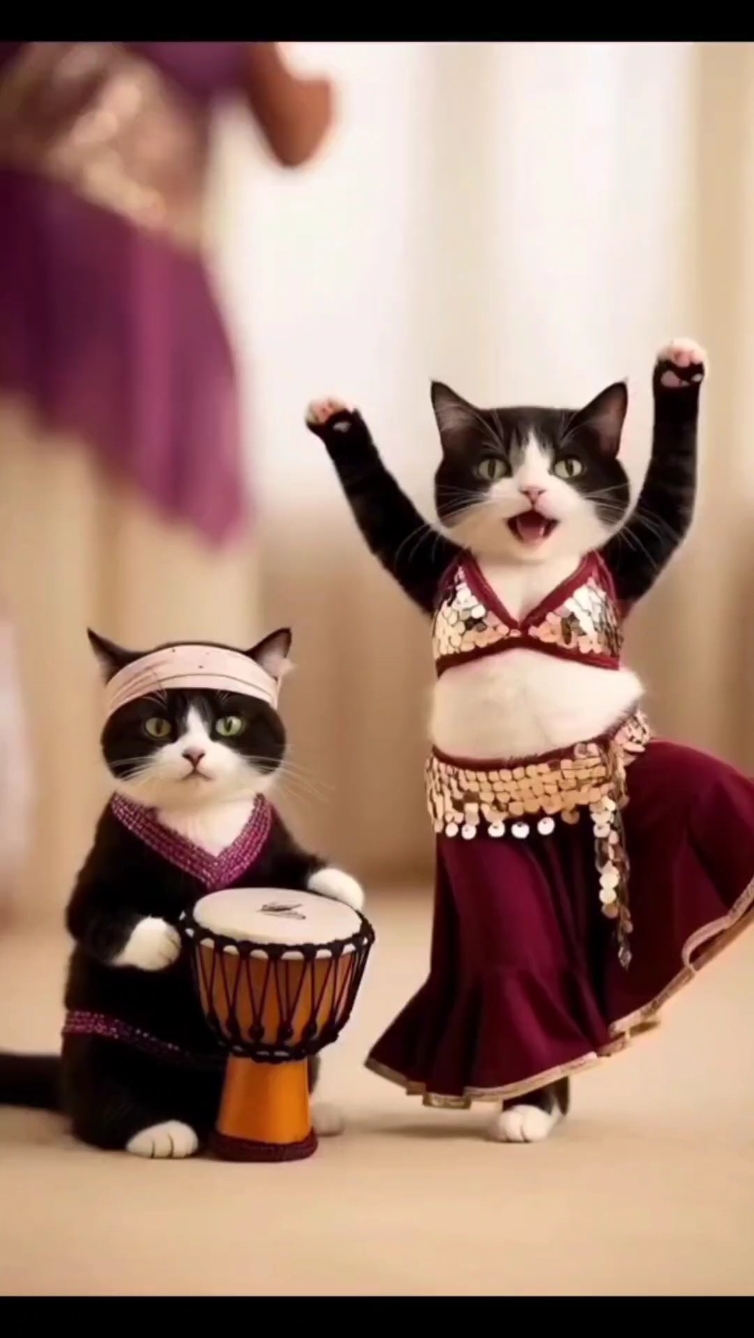 Chat danse drôle 