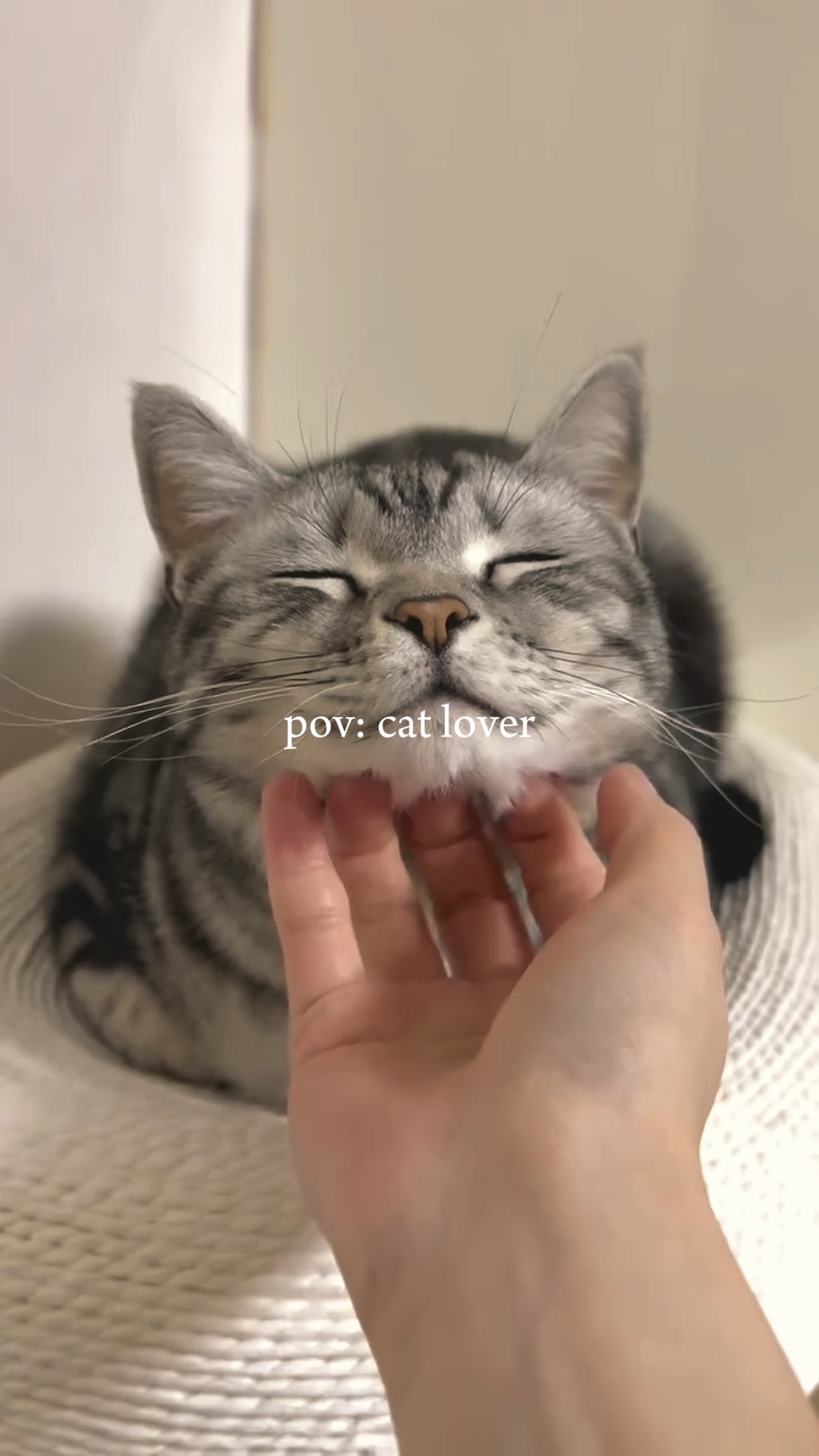 Pov amante de gatos