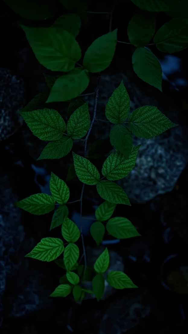5 videos cinematic