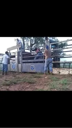 Treino de rodeio