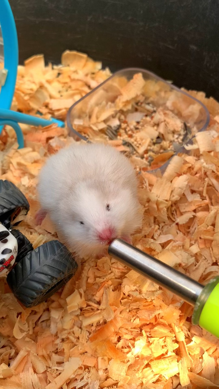 Hamster Kepanasan