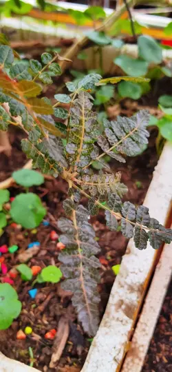 bosweillia plant