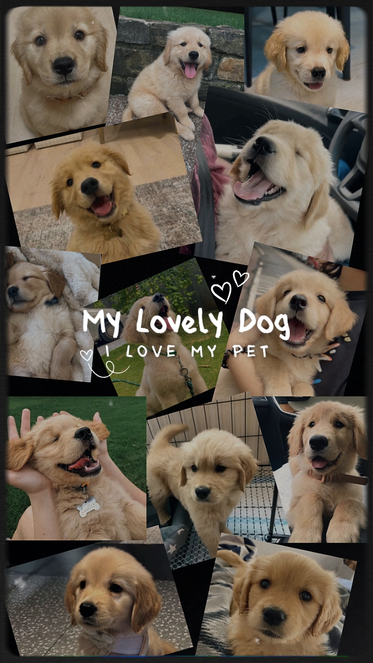 Mon adorable chien
