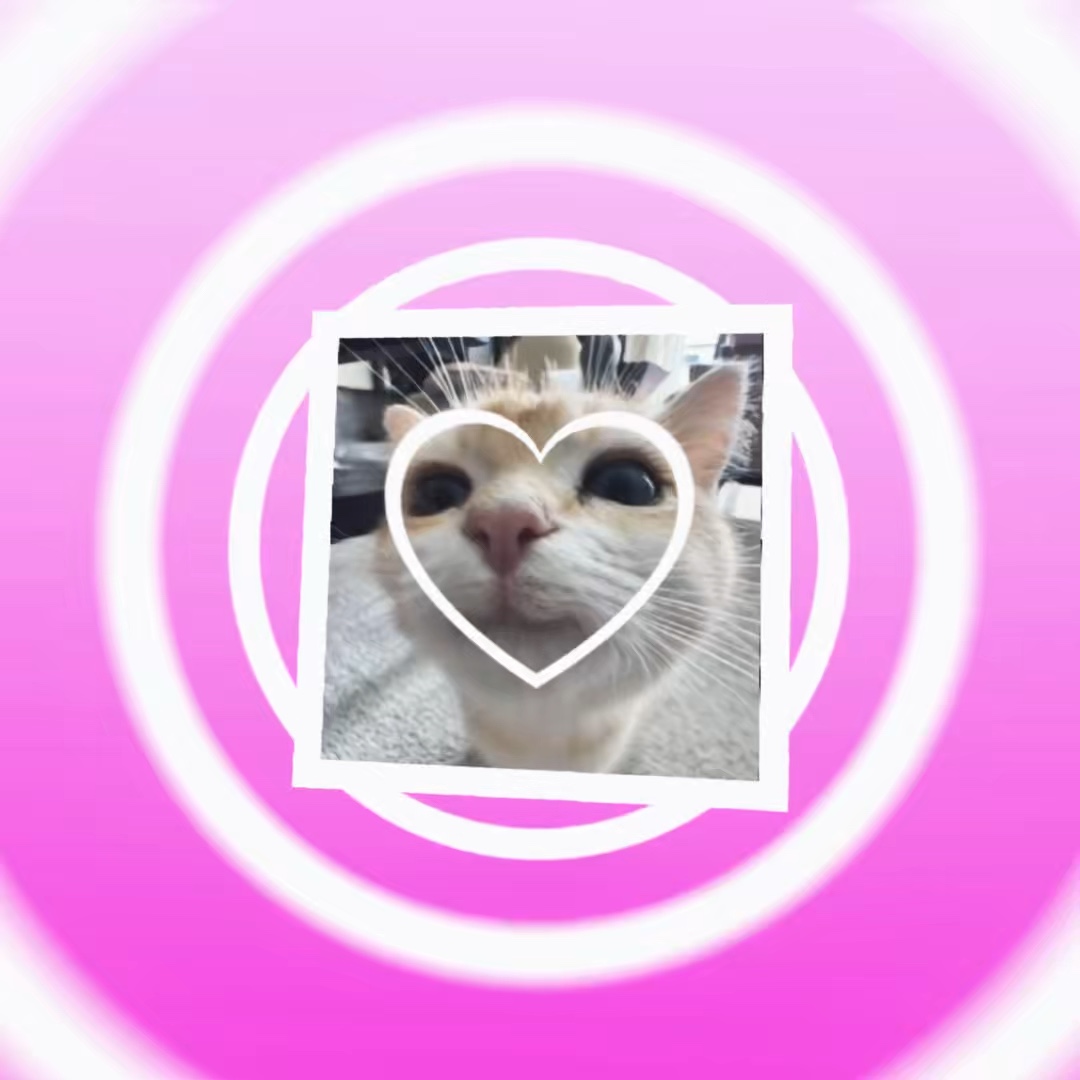 Chat 🐱 