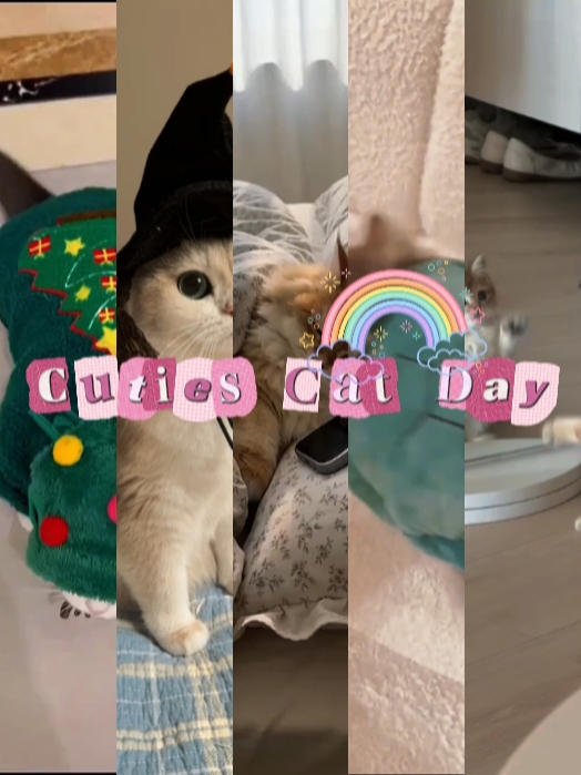Día del Gato Lindo