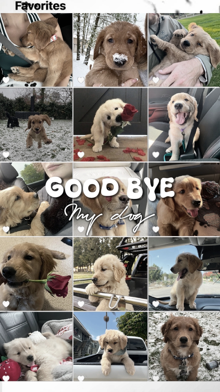 Adiós mi perro