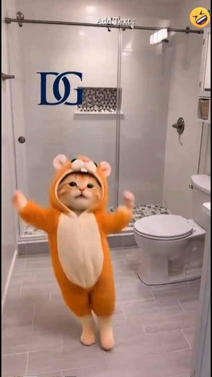 Funny Cat