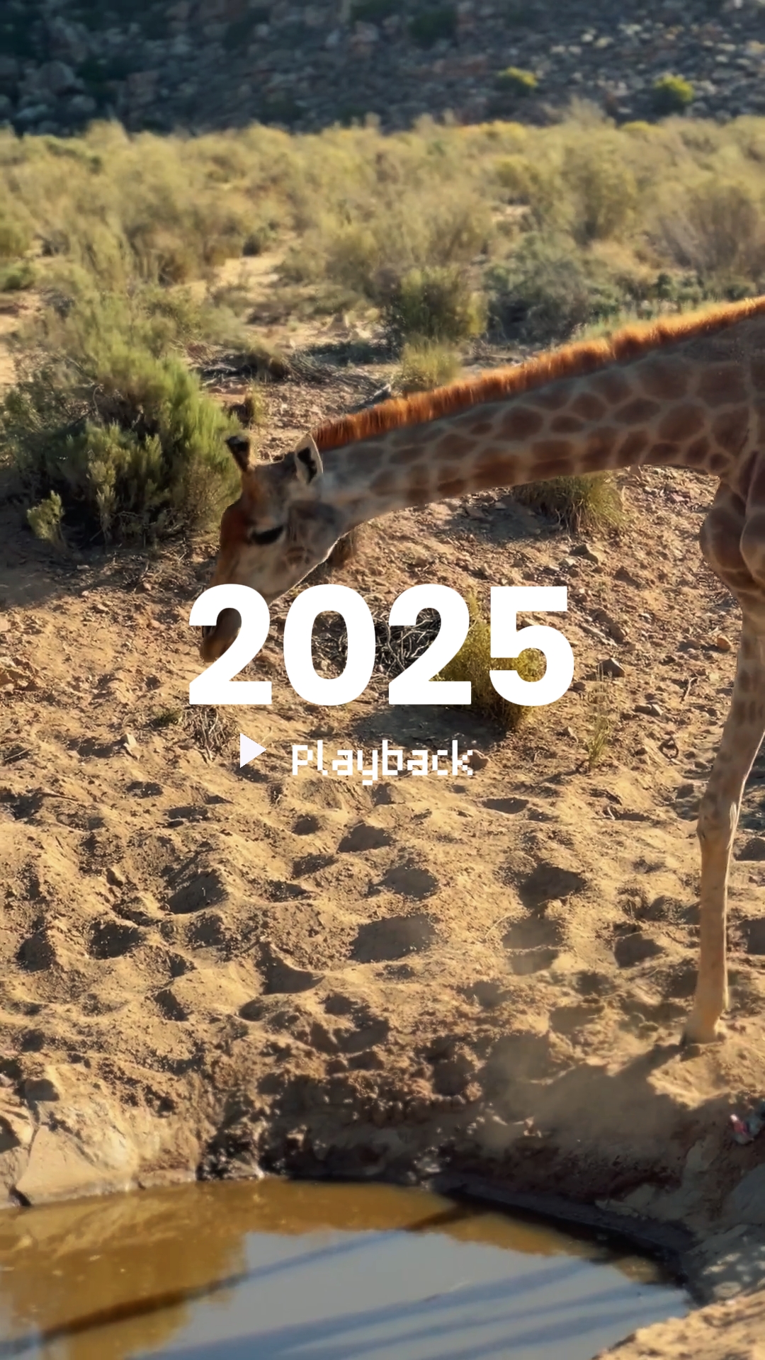 2025 safari