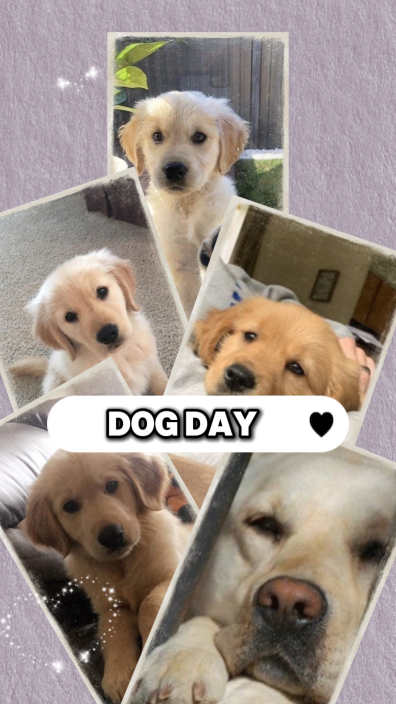Dog day