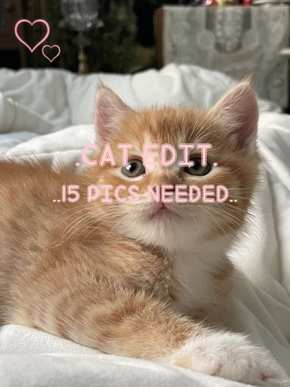 Katzen