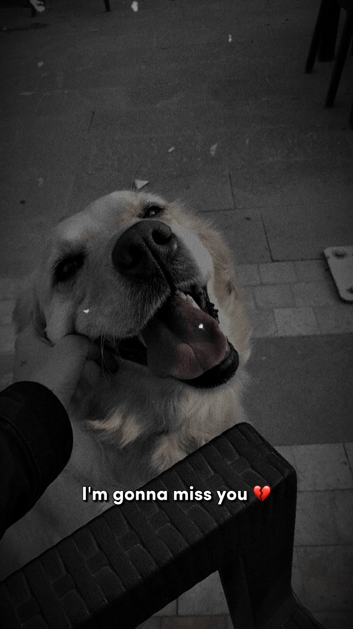 Miss you💔🐾