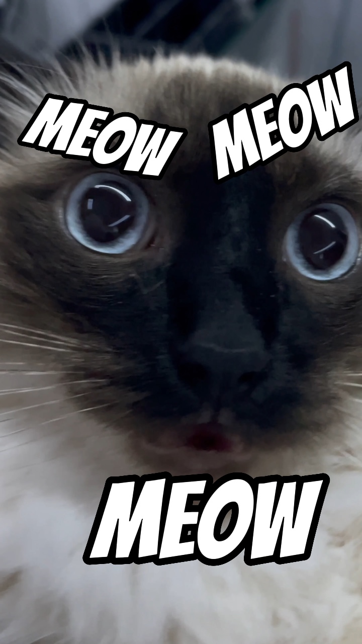 Miau, miau, miau 