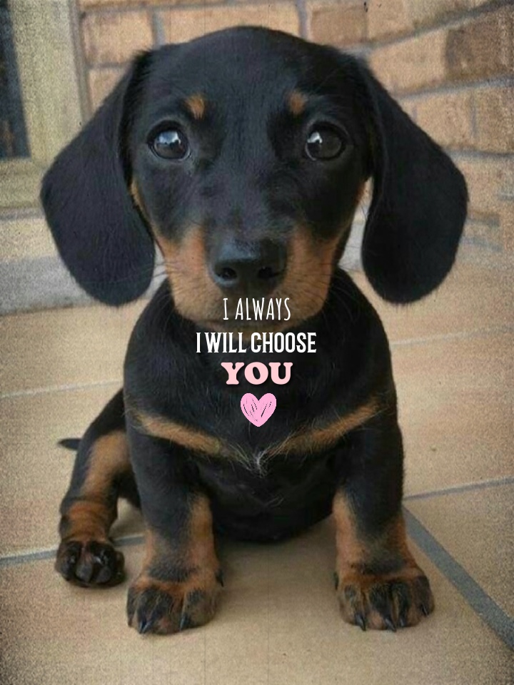 Mi mascota favorita ❤️