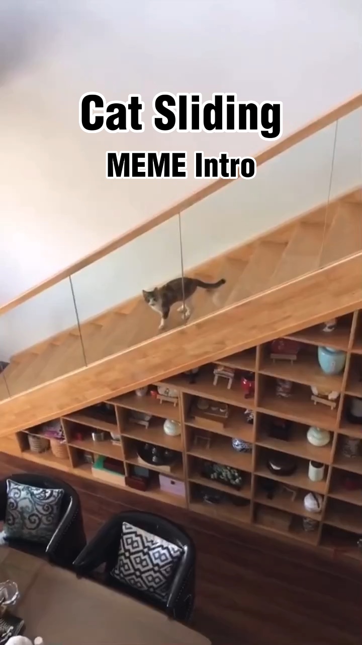Sürgülü Kedi