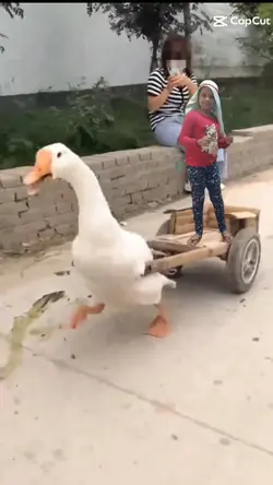 pato carroça