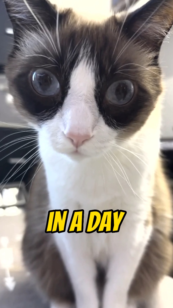 Kehidupan sehari-hari sebagai kucing