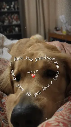 Pet β€οΈβπ©Ή