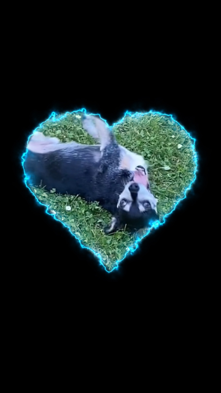 Glücklicher Hund