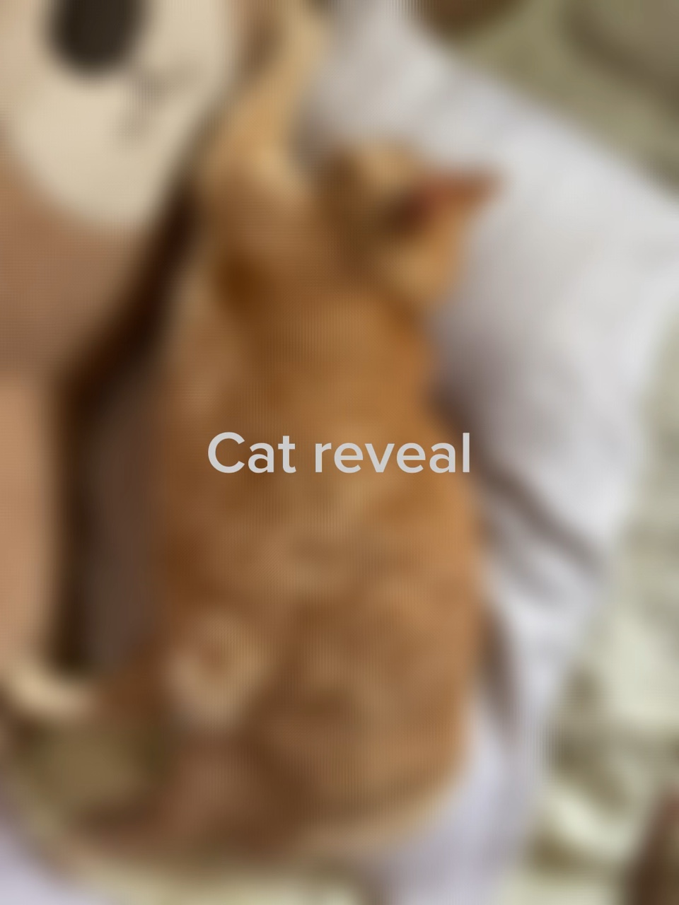 Revelación de gato