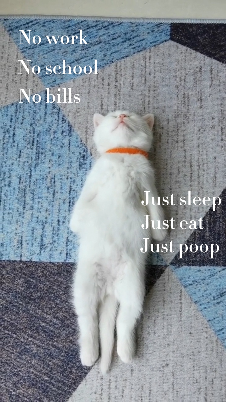 Kucing sedang tidur 