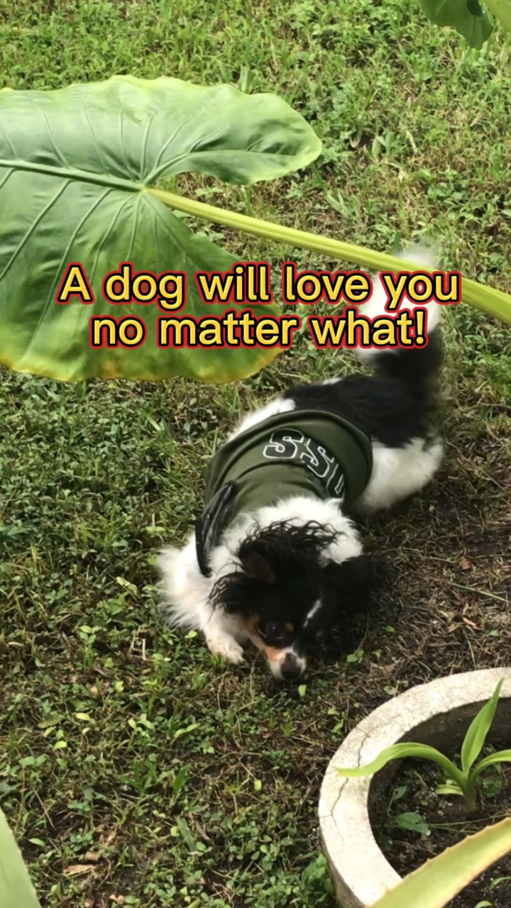 Um cachorro sempre te ama