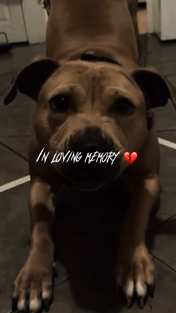 🪦 PERRO💔
