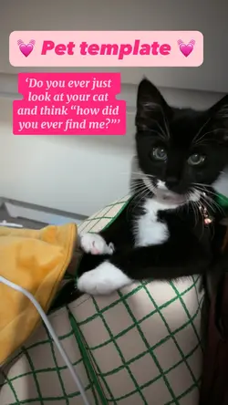 How did you find me