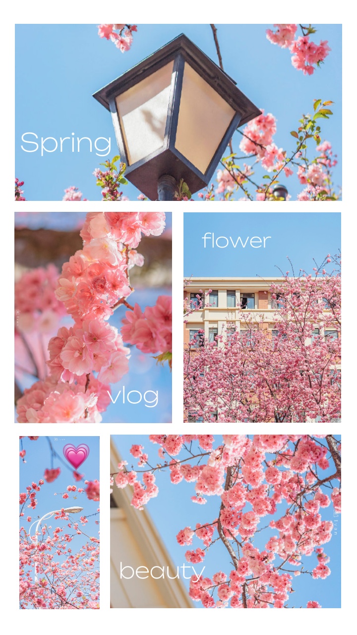 Spring flower