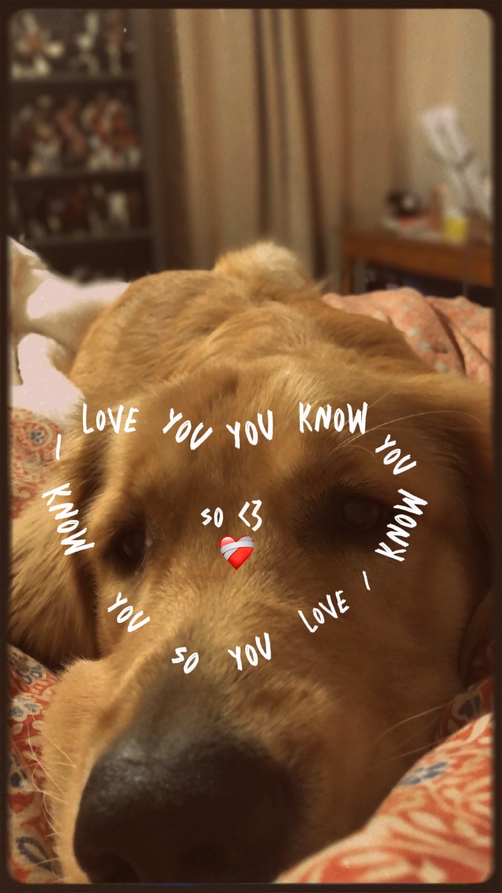 Pet 🤍