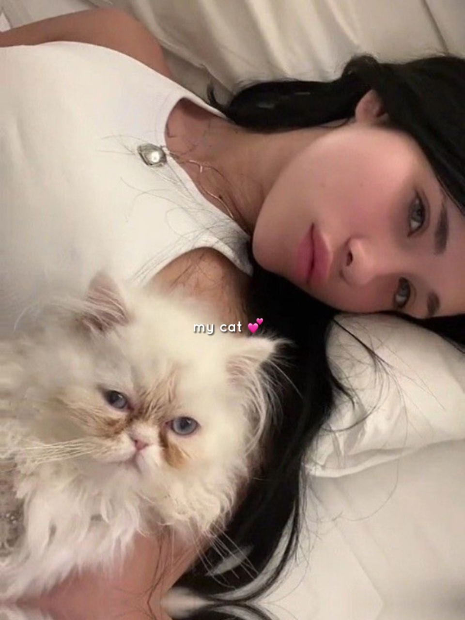 Meu gato 💗