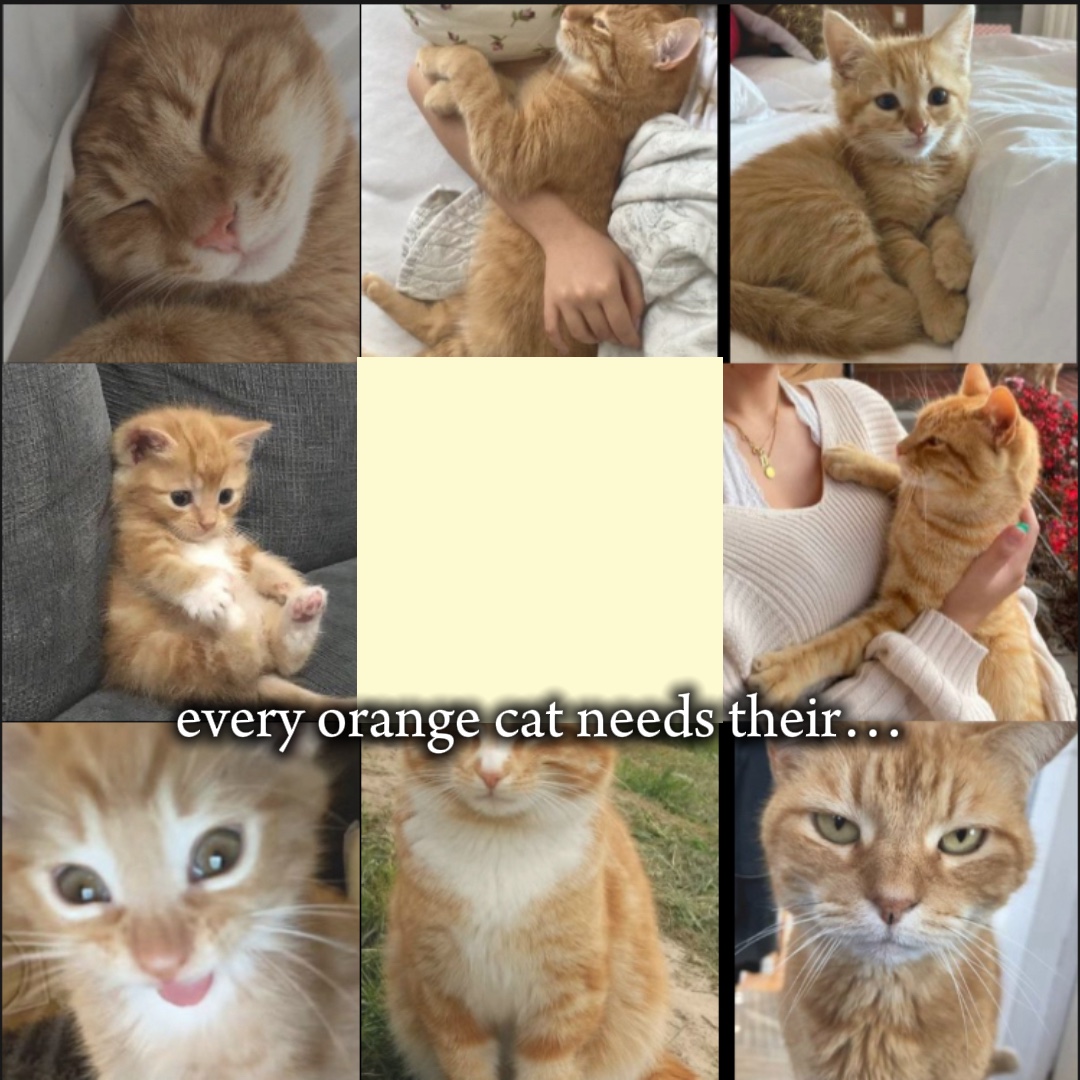 Gato naranja y negro💗