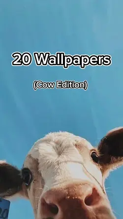 Cow Wallpapers
