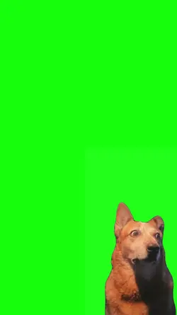dog meme ouvindo
