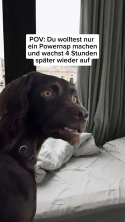 Dog Meme Template