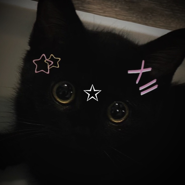black cat