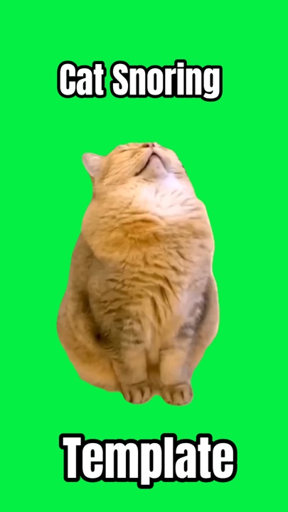 kedi horlama meme