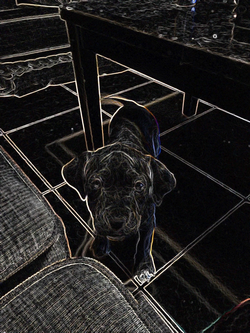 Hunde 