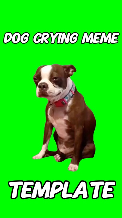Meme de cachorro chorando