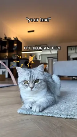 Cat sniff